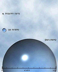 גודלן של טיפות ענן וטיפות גשם